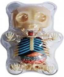 Gummi Bär Anatomie