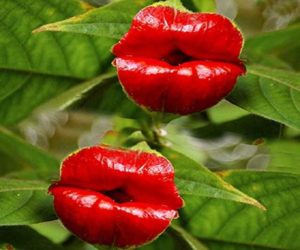 Rote Lippen Blume