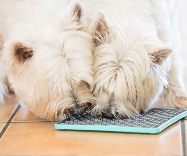 Lickimat Hunde Leckerli Matte