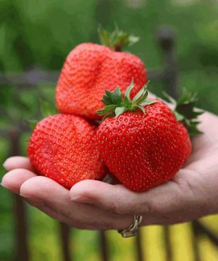 Riesen Erdbeeren