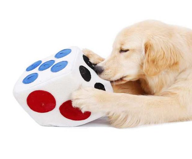 Schnüffelwürfel für Hunde